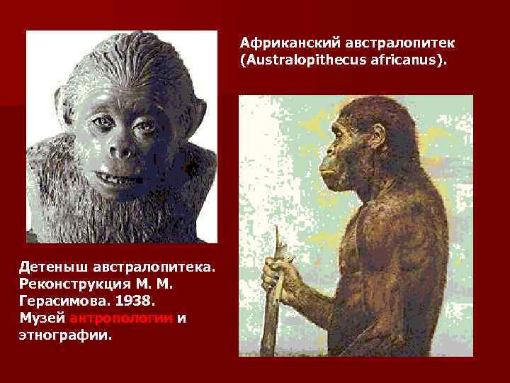 Африканский австралопитек (Australopithecus africanus). Детеныш австралопитека. Реконструкция М. М. Герасимова. 1938. Музей антропологии и
