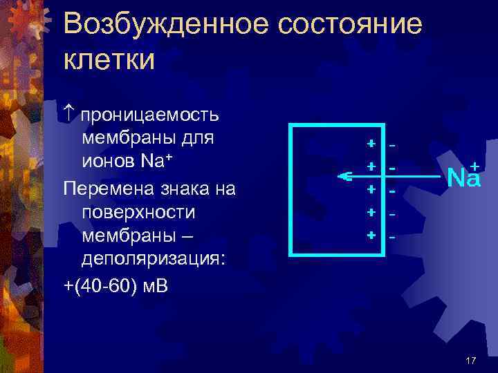 Возбужденное состояние клетки проницаемость мембраны для ионов Na+ Перемена знака на поверхности мембраны –