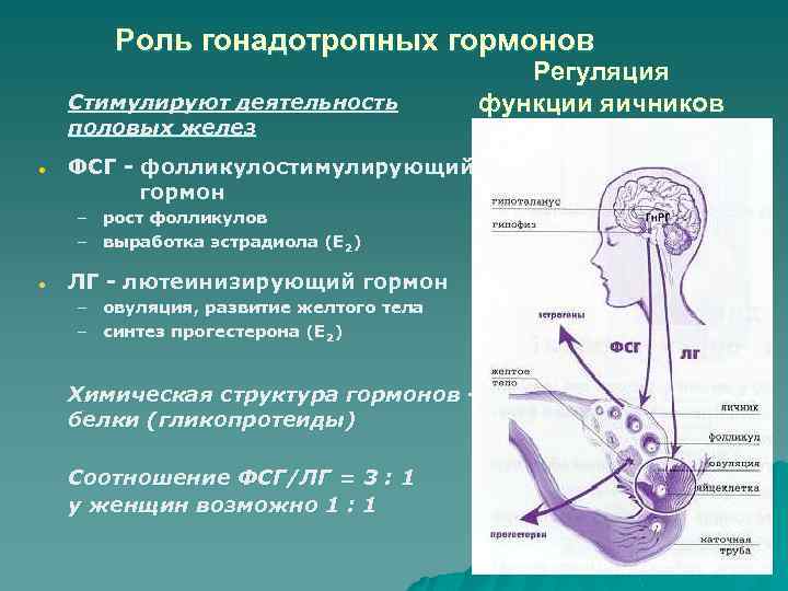 Гонадотропный гормон вырабатывается в