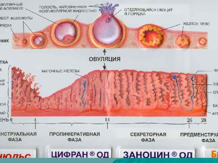 Анатомия женских органов гинекология