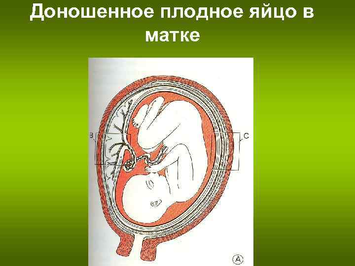 Доношенное плодное яйцо в матке 