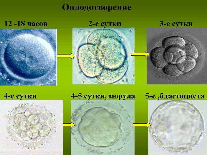 Оплодотворение 12 -18 часов 4 -е сутки 2 -е сутки 3 -е сутки 4