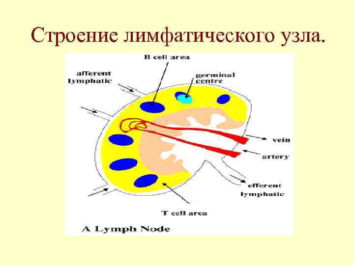 Строение лимфатического узла. 