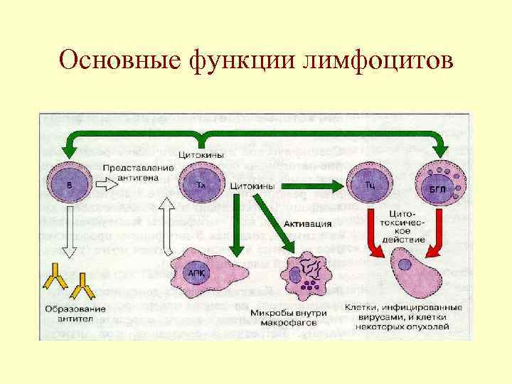 Основные функции лимфоцитов 