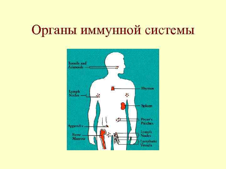 Органы иммунной системы 
