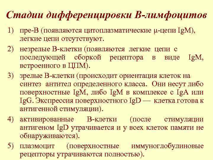 Стадии дифференцировки В-лимфоцитов 1) пре-В (появляются цитоплазматические μ-цепи Ig. M), легкие цепи отсутствуют. 2)