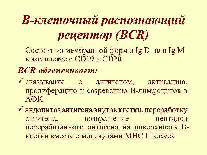 B-клеточный распознающий рецептор (BCR) Состоит из мембранной формы Ig D или Ig M в
