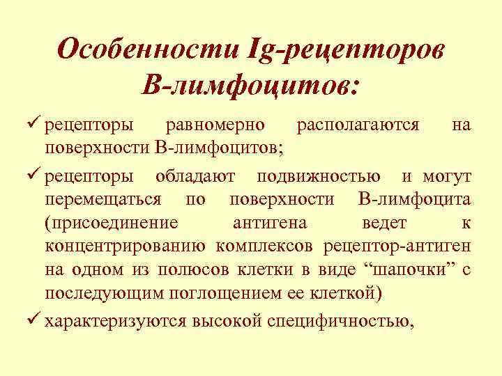 Особенности Ig-рецепторов В-лимфоцитов: ü рецепторы равномерно располагаются на поверхности В-лимфоцитов; ü рецепторы обладают подвижностью