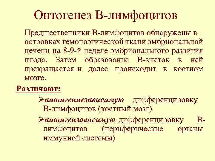 Онтогенез В-лимфоцитов Предшественники В-лимфоцитов обнаружены в островках гемопоэтической ткани эмбриональной печени на 8 -9