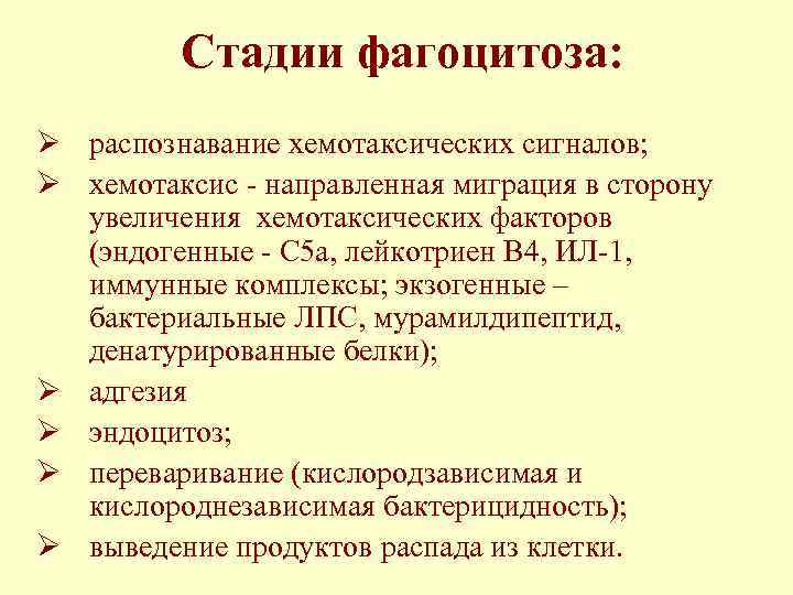 Стадии фагоцитоза: Ø распознавание хемотаксических сигналов; Ø хемотаксис - направленная миграция в сторону увеличения