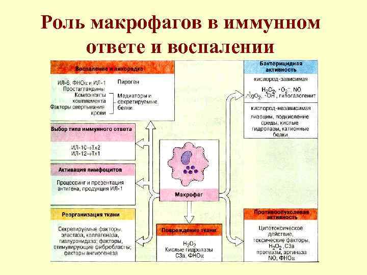Роль макрофагов в иммунном ответе и воспалении 