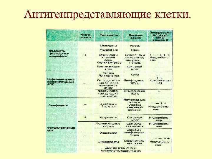 Антигенпредставляющие клетки. 