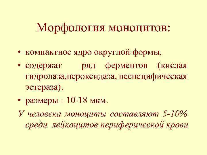 Морфология моноцитов: • компактное ядро округлой формы, • содержат ряд ферментов (кислая гидролаза, пероксидаза,