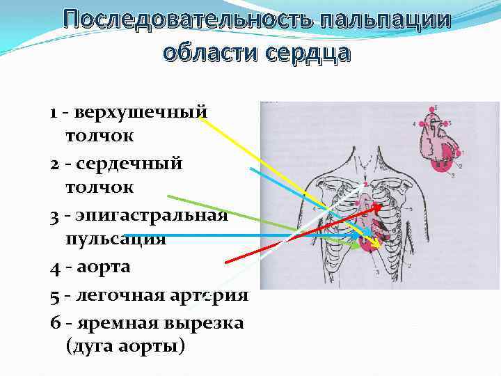 Последовательность пальпации области сердца 1 - верхушечный толчок 2 - сердечный толчок 3 -