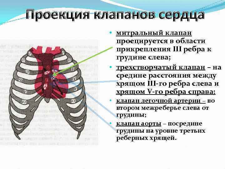 Второе межреберье справа