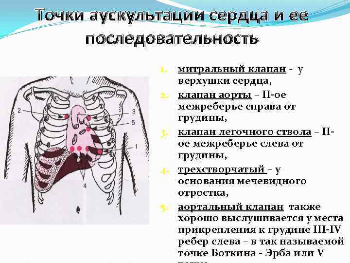 Точки аускультации сердца. Точка Боткина Эрба для выслушивания. Зона Боткина Эрба. Легочный ствол точки выслушивания клапанов сердца. Выслушивание клапанов аорты пропедевтика.