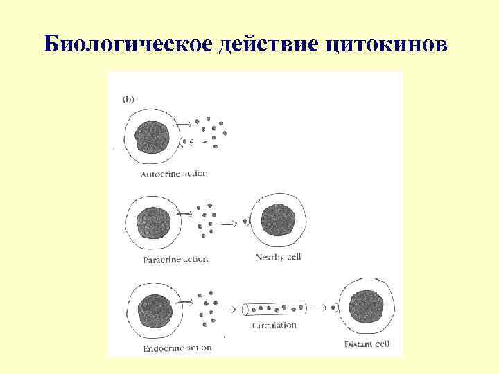Биологическое действие цитокинов 
