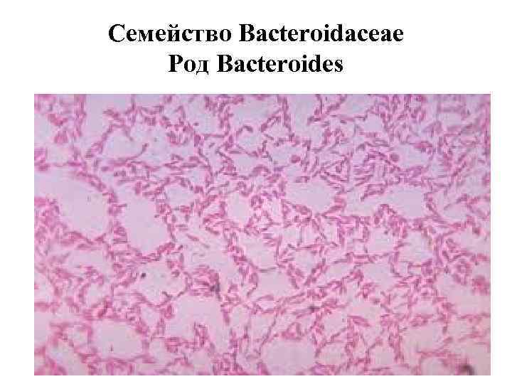 Семейство Bacteroidaceae Род Bacteroides 