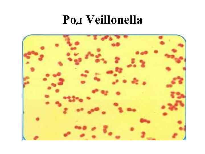 Род Veillonella 