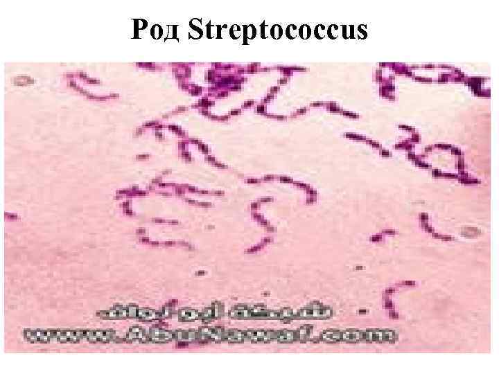 Род Streptococcus 