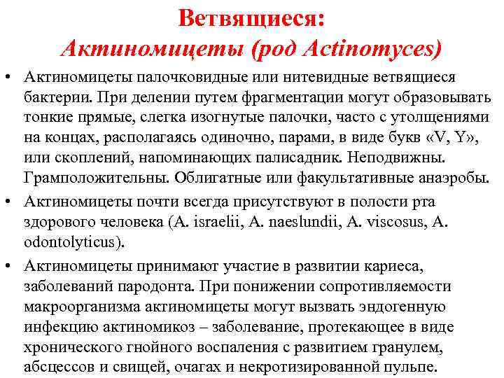 Ветвящиеся: Актиномицеты (род Actinomyces) • Актиномицеты палочковидные или нитевидные ветвящиеся бактерии. При делении путем