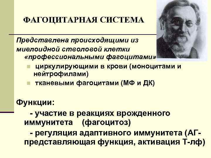 ФАГОЦИТАРНАЯ СИСТЕМА Представлена происходящими из миелоидной стволовой клетки «профессиональными фагоцитами» : n циркулирующими в