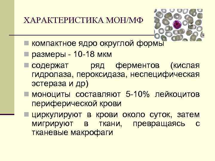 Типы мон. Пероксидаза в слюне функции. Пероксидаза лейкоцитов. Неспецифические эстеразы. Неспецифическая эстераза реакция.