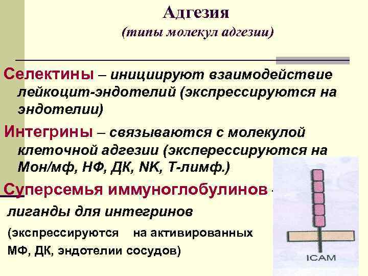 Адгезия (типы молекул адгезии) Селектины – инициируют взаимодействие лейкоцит-эндотелий (экспрессируются на эндотелии) Интегрины –