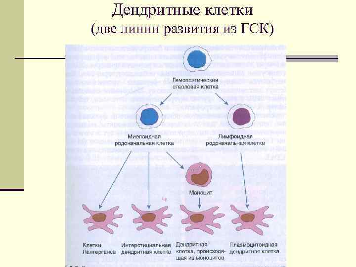 Дендритные клетки (две линии развития из ГСК) 