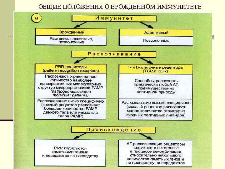 ОБЩИЕ ПОЛОЖЕНИЯ О ВРОЖДЕННОМ ИММУНИТЕТЕ 
