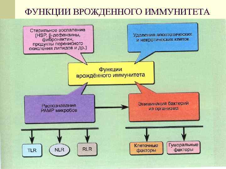 ФУНКЦИИ ВРОЖДЕННОГО ИММУНИТЕТА 