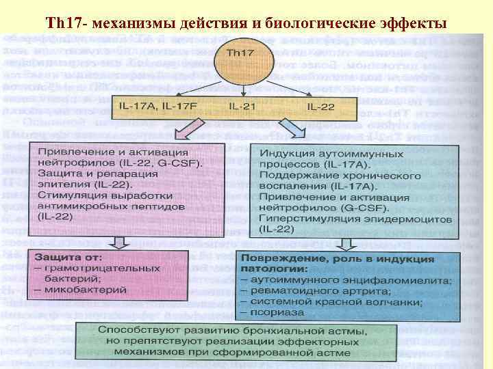 Th 17 - механизмы действия и биологические эффекты 
