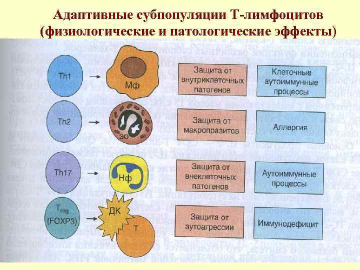 Адаптивные субпопуляции Т-лимфоцитов (физиологические и патологические эффекты) 