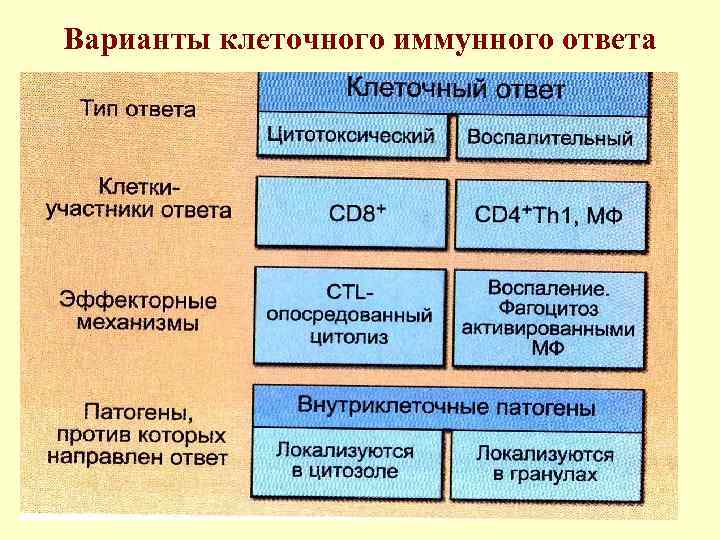 Варианты клеточного иммунного ответа 