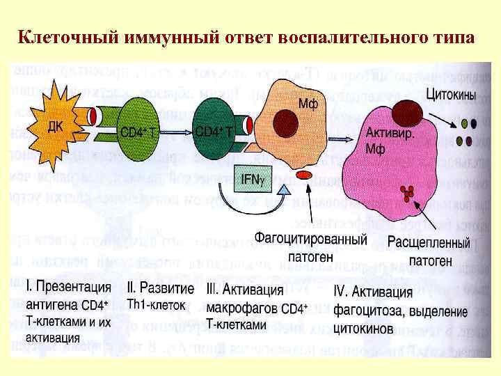 Клеточный иммунный ответ воспалительного типа 