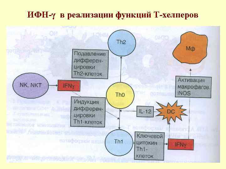 ИФН-γ в реализации функций Т-хелперов 