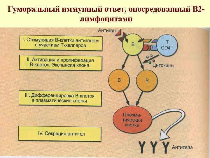 Гуморальный иммунный ответ, опосредованный В 2 лимфоцитами 