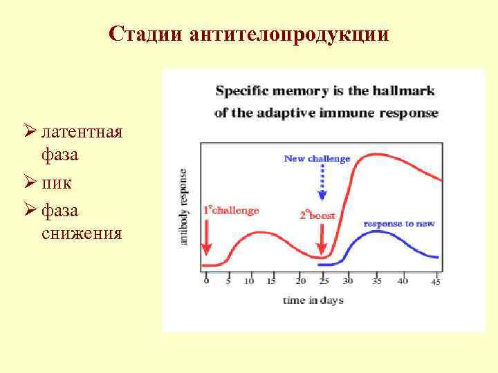 Стадии антителопродукции Ø латентная фаза Ø пик Ø фаза снижения 