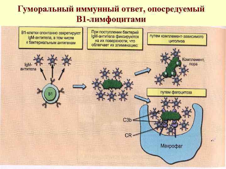 Гуморальный иммунный ответ, опосредуемый В 1 -лимфоцитами 