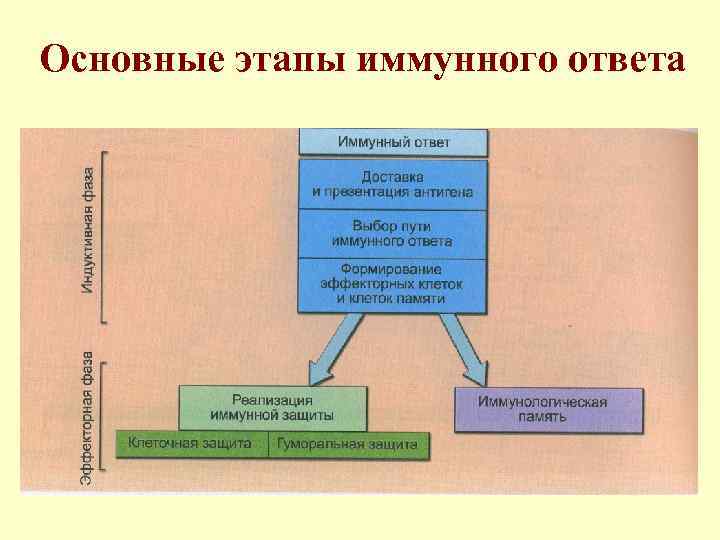 Основные этапы иммунного ответа 