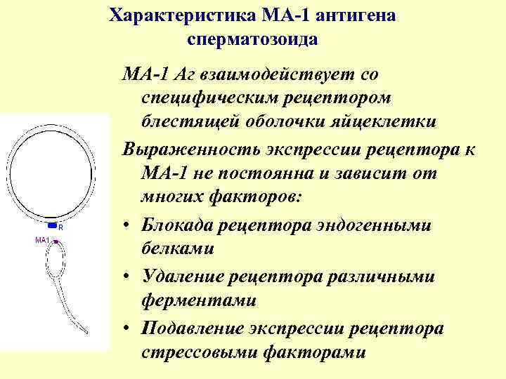 Характеристика МА-1 антигена сперматозоида МА-1 Аг взаимодействует со специфическим рецептором блестящей оболочки яйцеклетки Выраженность