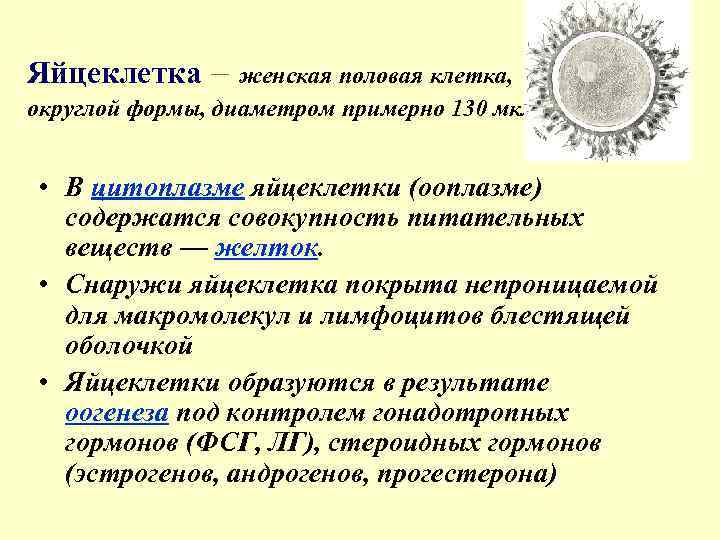 Яйцеклетка – женская половая клетка, округлой формы, диаметром примерно 130 мкм • В цитоплазме