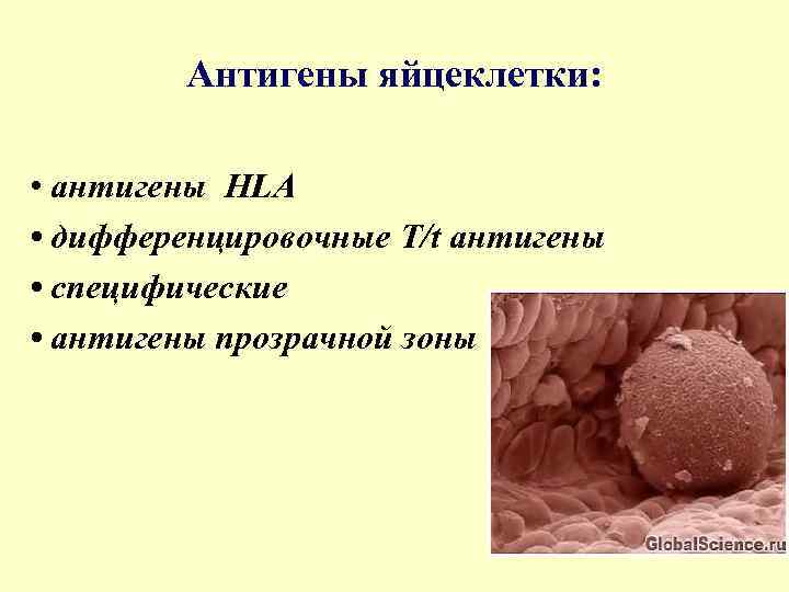 Антигены яйцеклетки: • антигены HLA • дифференцировочные T/t антигены • специфические • антигены прозрачной