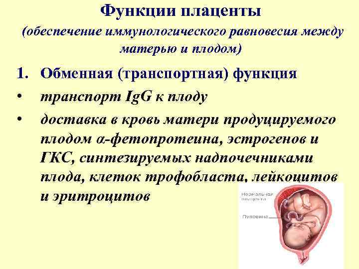 Функции плаценты (обеспечение иммунологического равновесия между матерью и плодом) 1. Обменная (транспортная) функция •