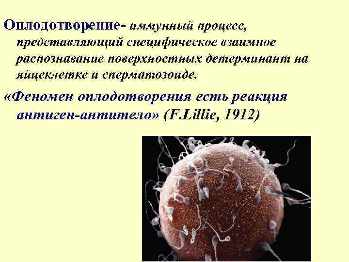 Оплодотворение- иммунный процесс, представляющий специфическое взаимное распознавание поверхностных детерминант на яйцеклетке и сперматозоиде. «Феномен