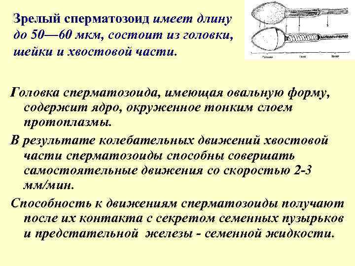 Зрелый сперматозоид имеет длину до 50— 60 мкм, состоит из головки, шейки и хвостовой
