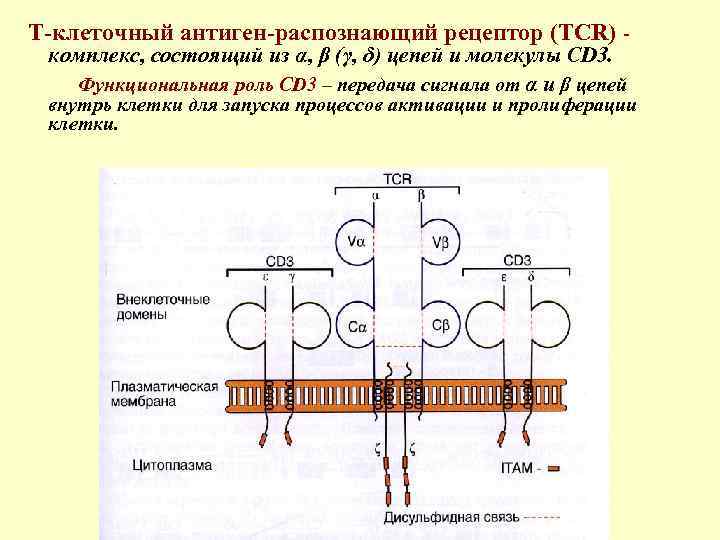  Т-клеточный антиген-распознающий рецептор (TCR) - комплекс, состоящий из α, β (γ, δ) цепей