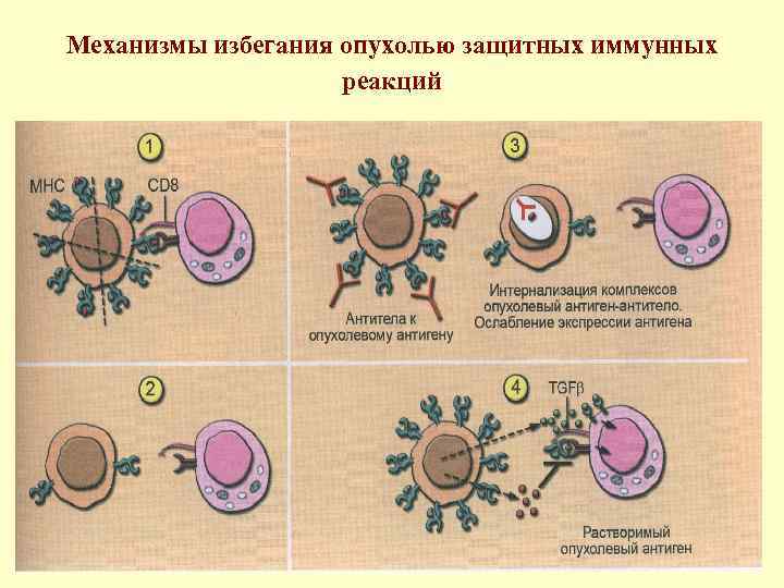 Механизмы избегания опухолью защитных иммунных реакций 