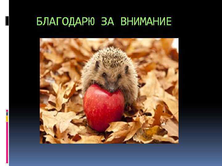 БЛАГОДАРЮ ЗА ВНИМАНИЕ 