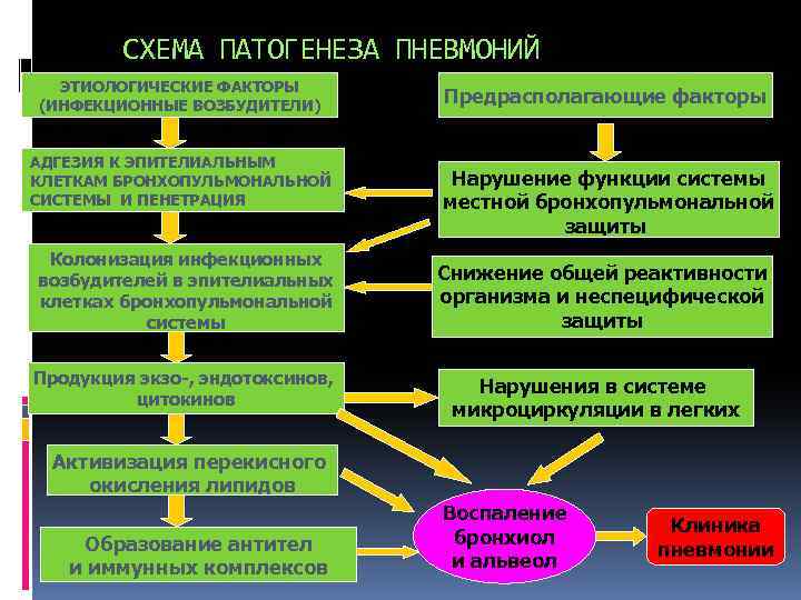 Патогенез пневмонии схема